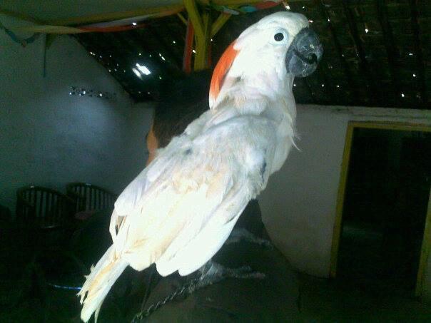 Kakak tua jambul orange ( mulcan )
