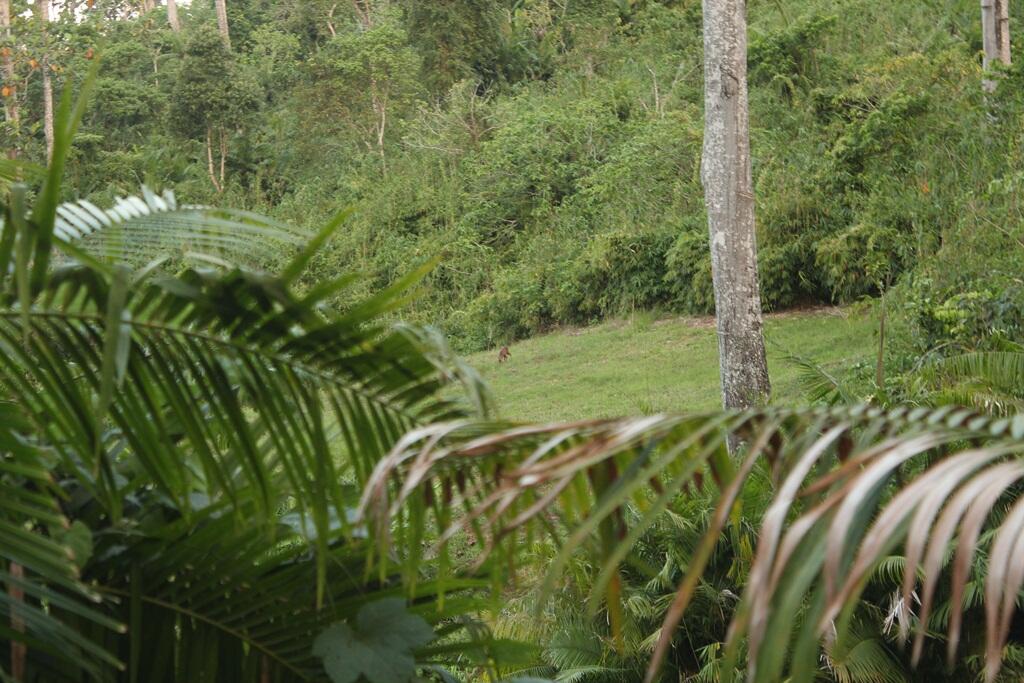 Teluk Hijau dan Keindahannya