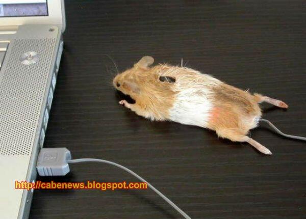 Mouse Unik dari berbagai Negara