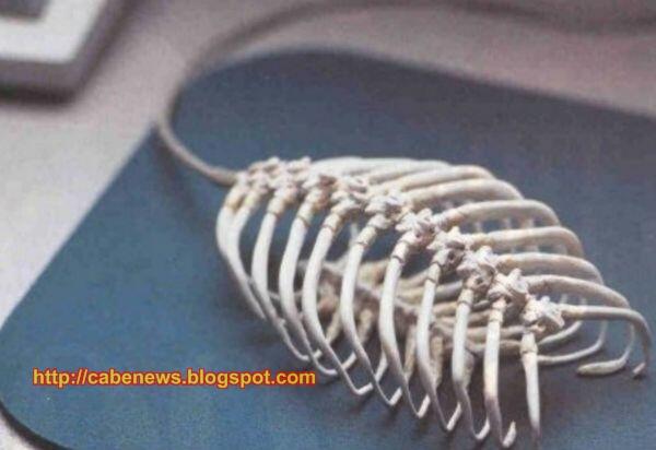 Mouse Unik dari berbagai Negara