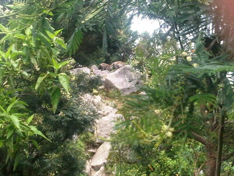 Little Secret of Merapi, Sumbing, and Merbabu