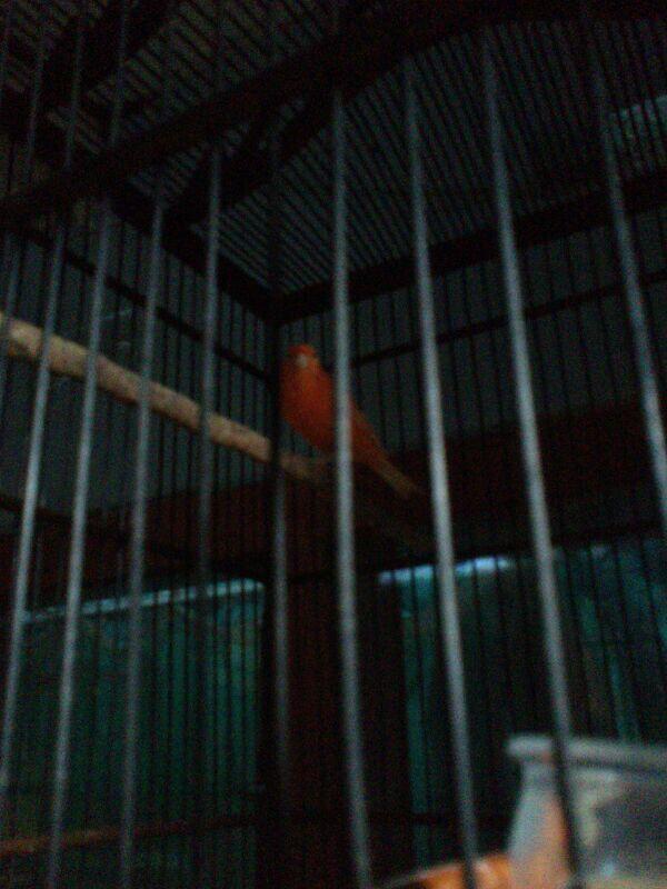 Jual kenari