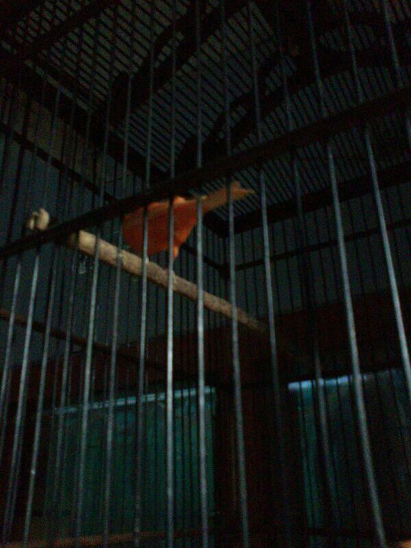 Jual kenari