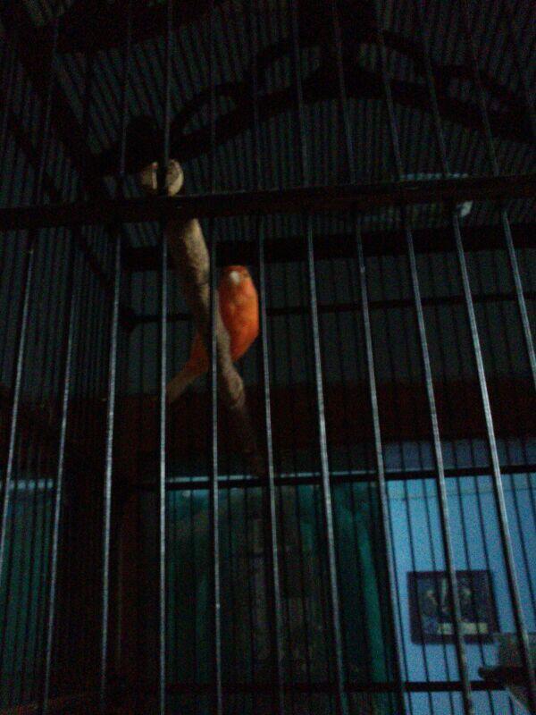 Jual kenari