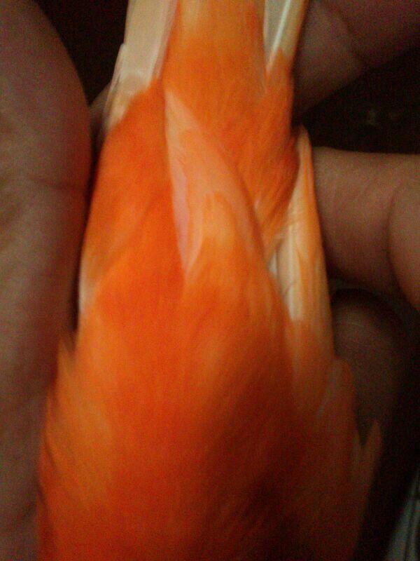 Jual kenari