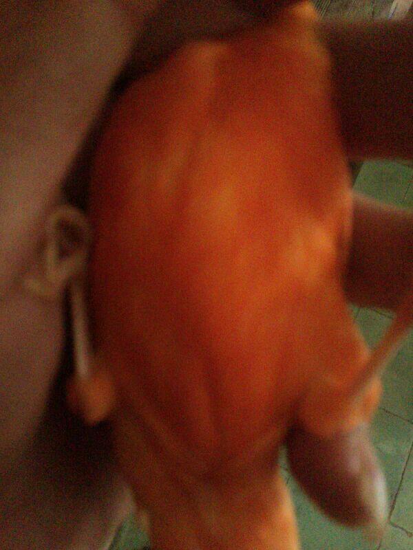 Jual kenari