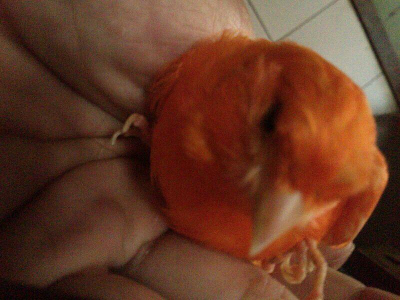 Jual kenari