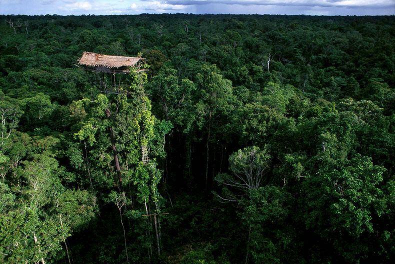 Suku Korowai Punya Rumah Pohon Paling Tinggi (ASLI INDONESIA)