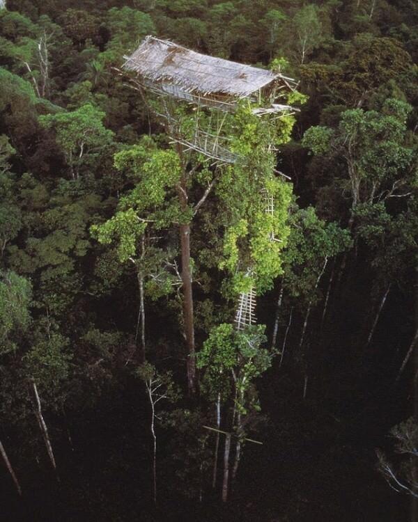 Suku Korowai Punya Rumah Pohon Paling Tinggi (ASLI INDONESIA)