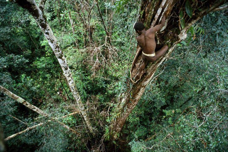 Suku Korowai Punya Rumah Pohon Paling Tinggi (ASLI INDONESIA)