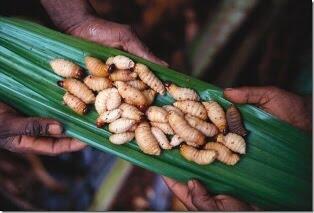 Suku Korowai Punya Rumah Pohon Paling Tinggi (ASLI INDONESIA)