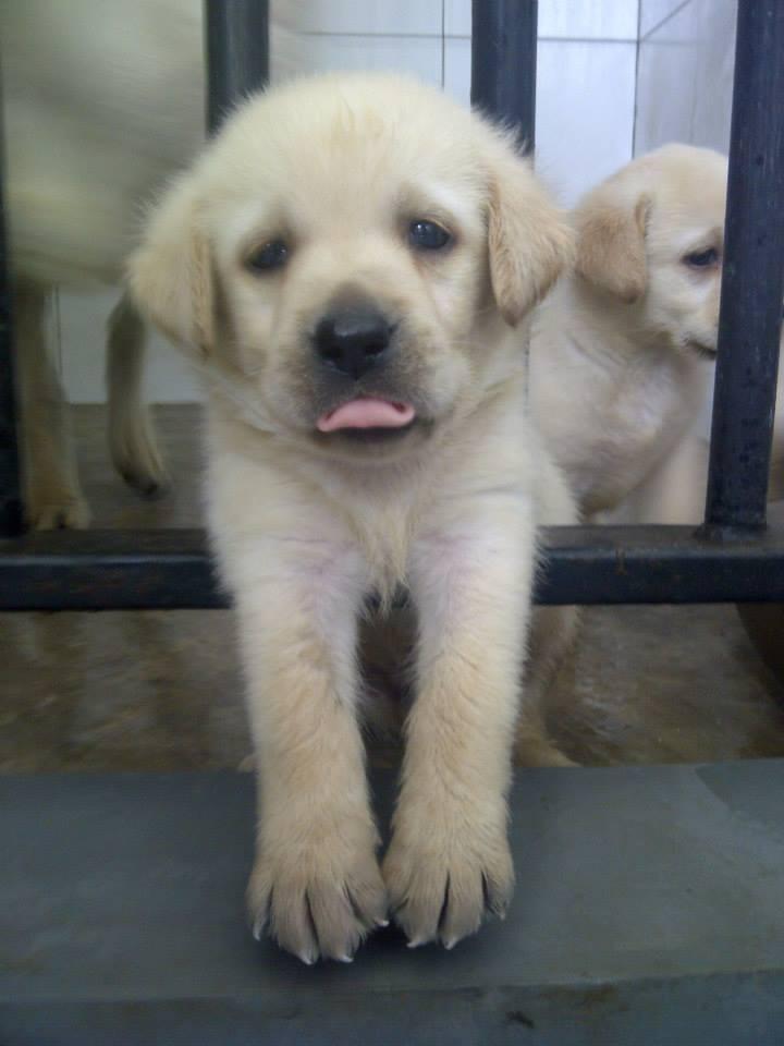 Labrador Retriever, anjing penolong yang suka dimanja!