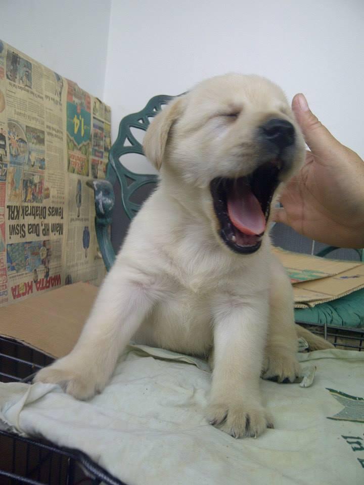 Labrador Retriever, anjing penolong yang suka dimanja!