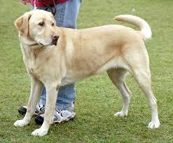 Labrador Retriever, anjing penolong yang suka dimanja!