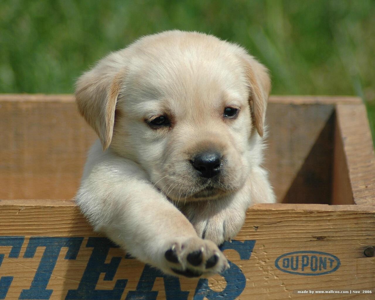 Labrador Retriever, anjing penolong yang suka dimanja!