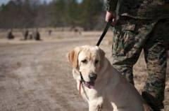 Labrador Retriever, anjing penolong yang suka dimanja!