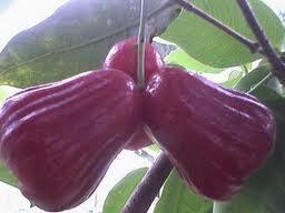 &#91;INFO&#93; Manfaat Jambu Air