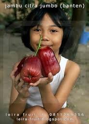 &#91;INFO&#93; Manfaat Jambu Air