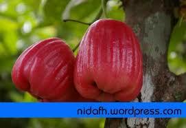 &#91;INFO&#93; Manfaat Jambu Air