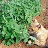Biji Benih Pet Grass ( Bermuda, Timothy, Catnip, Wheatgrass, dll )