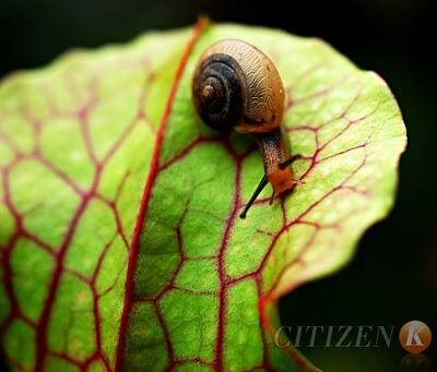 Mengenal Siput Lebih dekat :D