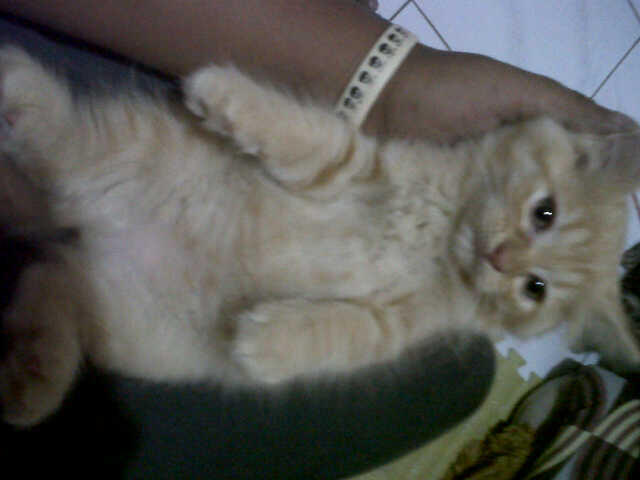 KITTEN PERSIA MEDIUM