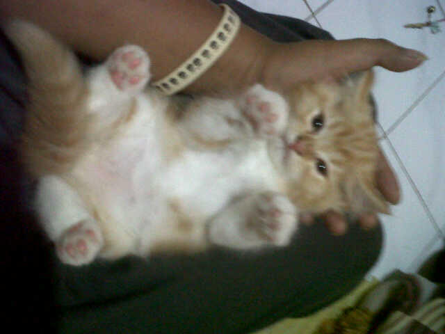 KITTEN PERSIA MEDIUM