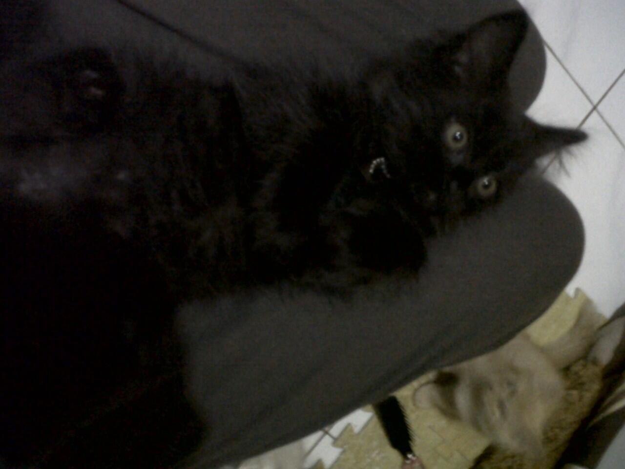 KITTEN PERSIA MEDIUM