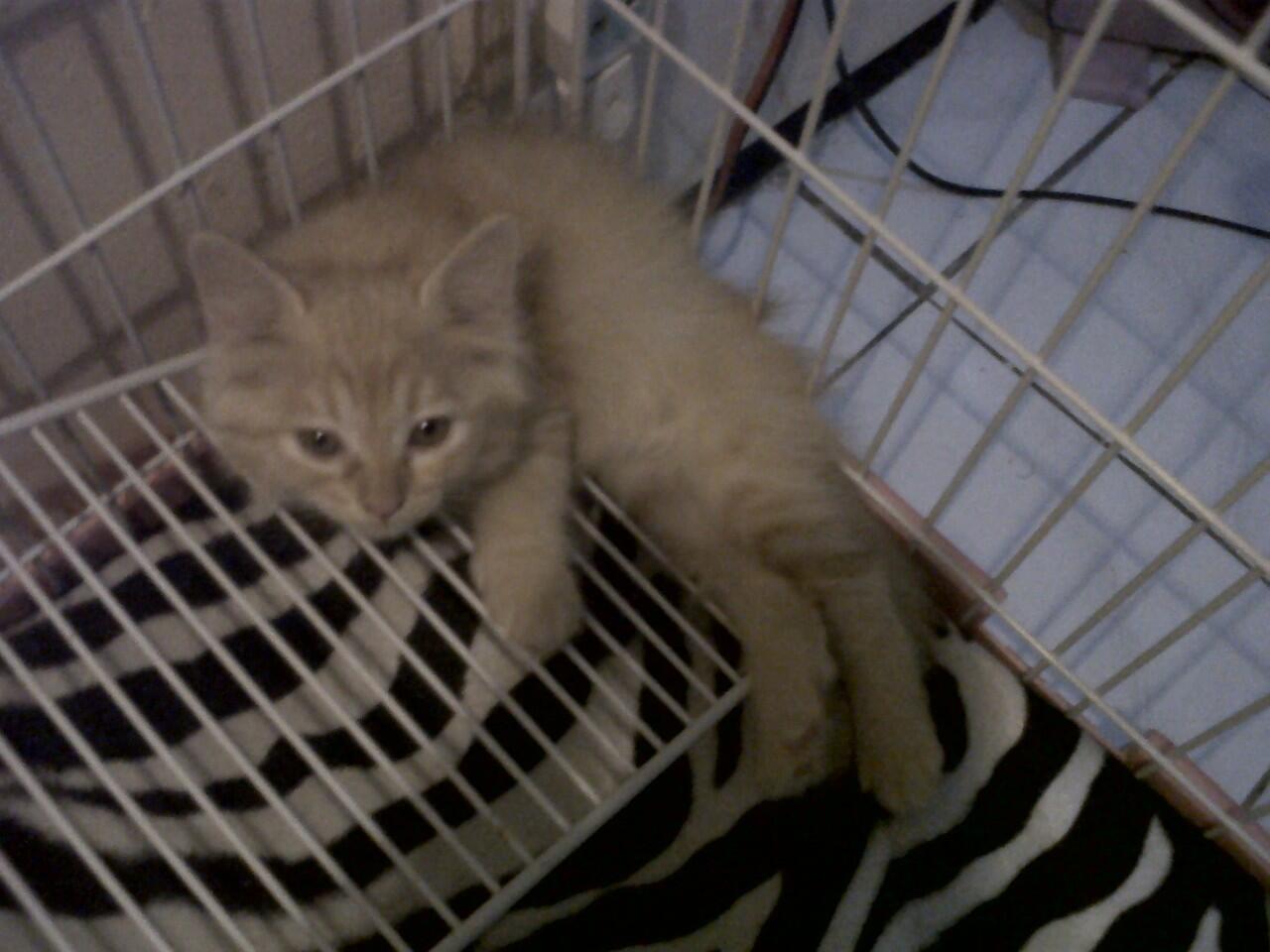 KITTEN PERSIA MEDIUM