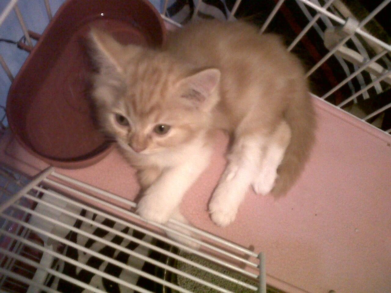 KITTEN PERSIA MEDIUM