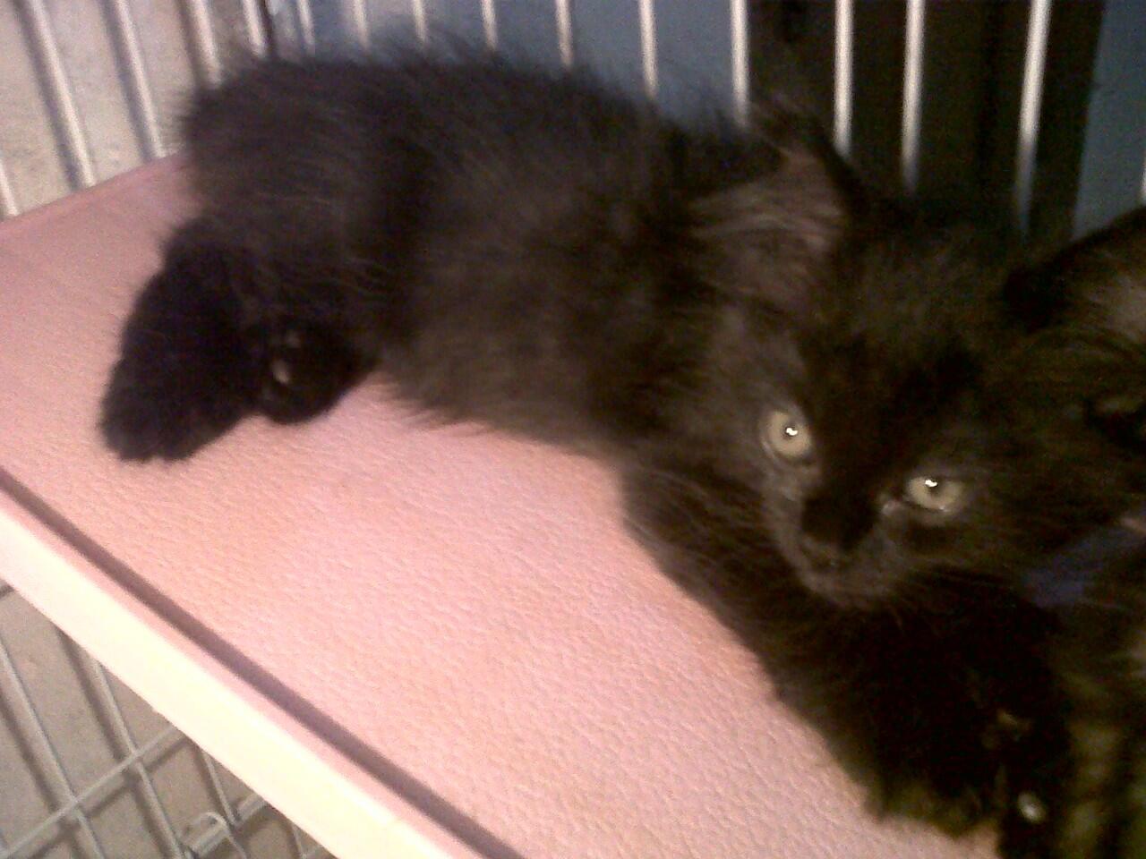 KITTEN PERSIA MEDIUM