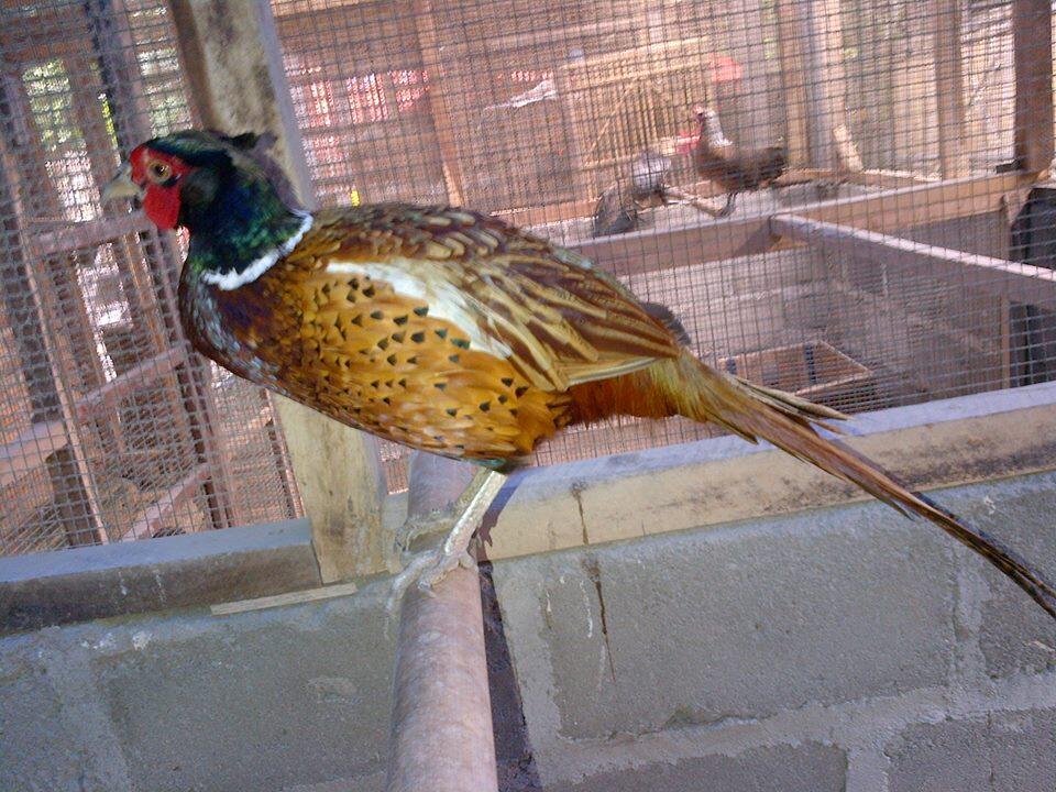 JUAL AYAM HIAS, KALKUN, POLAND, MUTIARA DLL