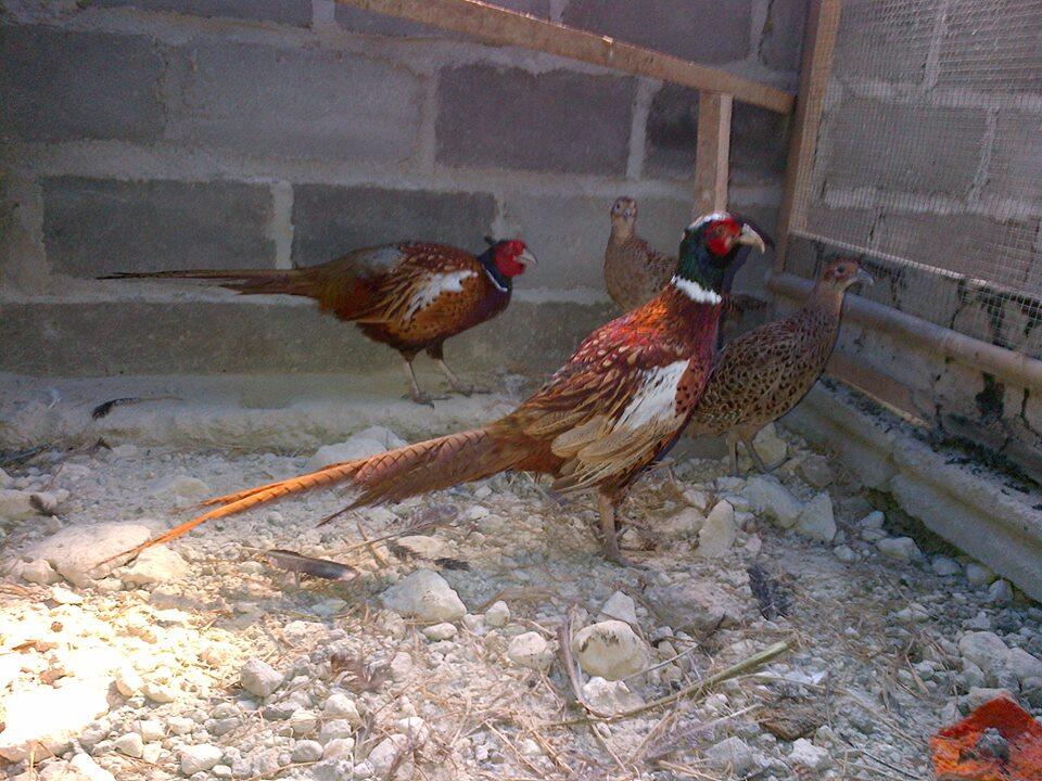 JUAL AYAM HIAS, KALKUN, POLAND, MUTIARA DLL