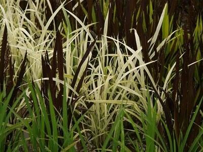 Tanbo Art gan (SENI MELUKIS DISEBIDANG SAWAH) 
