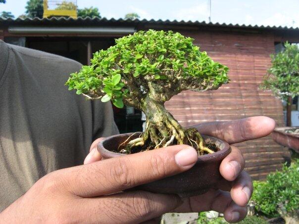 Bonsai filosofi