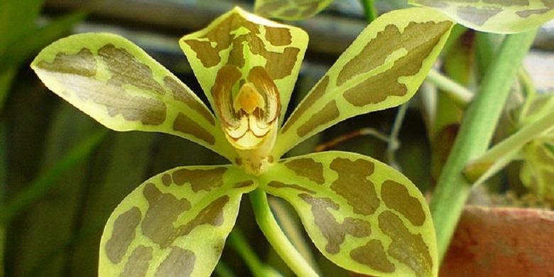 Eksplorasi Vegetasi Temukan Anggrek Raksasa di Batam