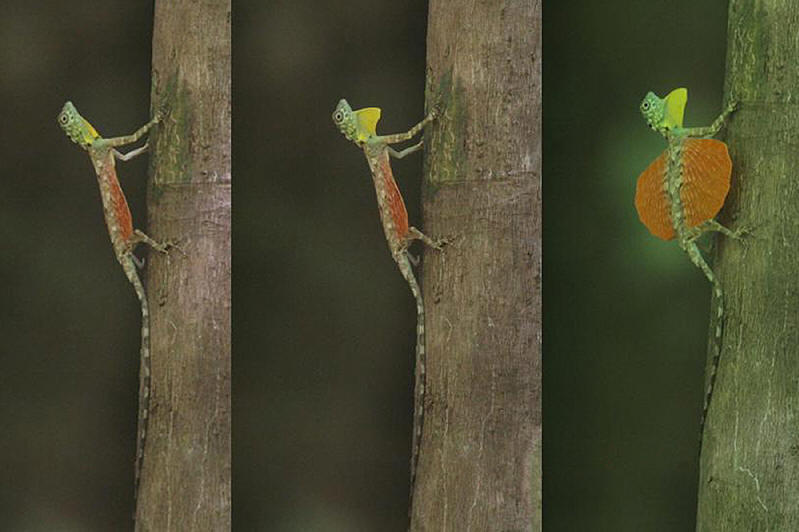 Naga di Avatar Ternyata Aslinya Dari Indonesia