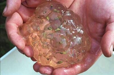 tau RAINING BLOBS gak? yg gak tau masuk