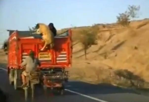 Aksi Bajing Loncat Turki Lebih Hebat dari Lokal