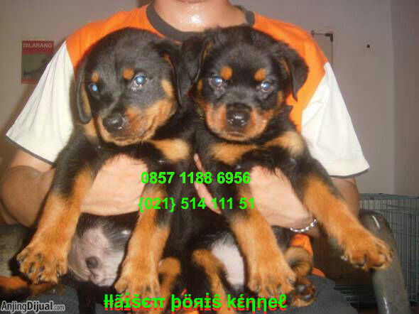 Terjual Anakan Puppies Puppy Anjing Rottweiler Big Bone Mantaaappp