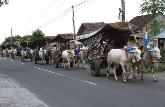 Ratusan "Bajingan" Ramaikan Festival Gerobak Sapi