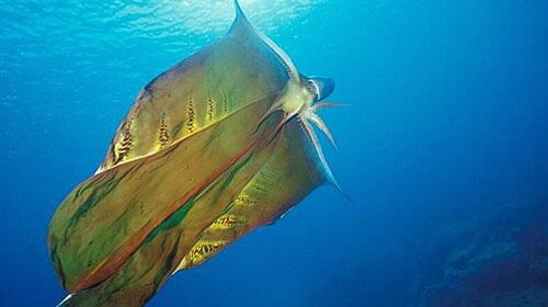 10 BINATANG FANTASTIS YANG MASIH HIDUP DI BUMI