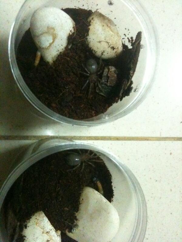 Tarantula