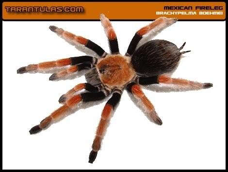 Tarantula