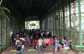 PENANGKARAN BURUNG KICAU-MENJUAL BERBAGAI JENIS BURUNG KICAU - LOVEBIRD & MURAI BATU
