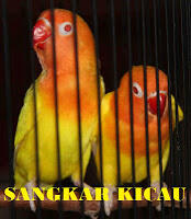 PENANGKARAN BURUNG KICAU-MENJUAL BERBAGAI JENIS BURUNG KICAU - LOVEBIRD & MURAI BATU