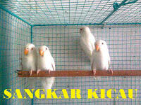 PENANGKARAN BURUNG KICAU-MENJUAL BERBAGAI JENIS BURUNG KICAU - LOVEBIRD & MURAI BATU