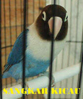 PENANGKARAN BURUNG KICAU-MENJUAL BERBAGAI JENIS BURUNG KICAU - LOVEBIRD & MURAI BATU