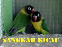 PENANGKARAN BURUNG KICAU-MENJUAL BERBAGAI JENIS BURUNG KICAU - LOVEBIRD & MURAI BATU