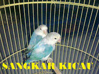 PENANGKARAN BURUNG KICAU-MENJUAL BERBAGAI JENIS BURUNG KICAU - LOVEBIRD & MURAI BATU